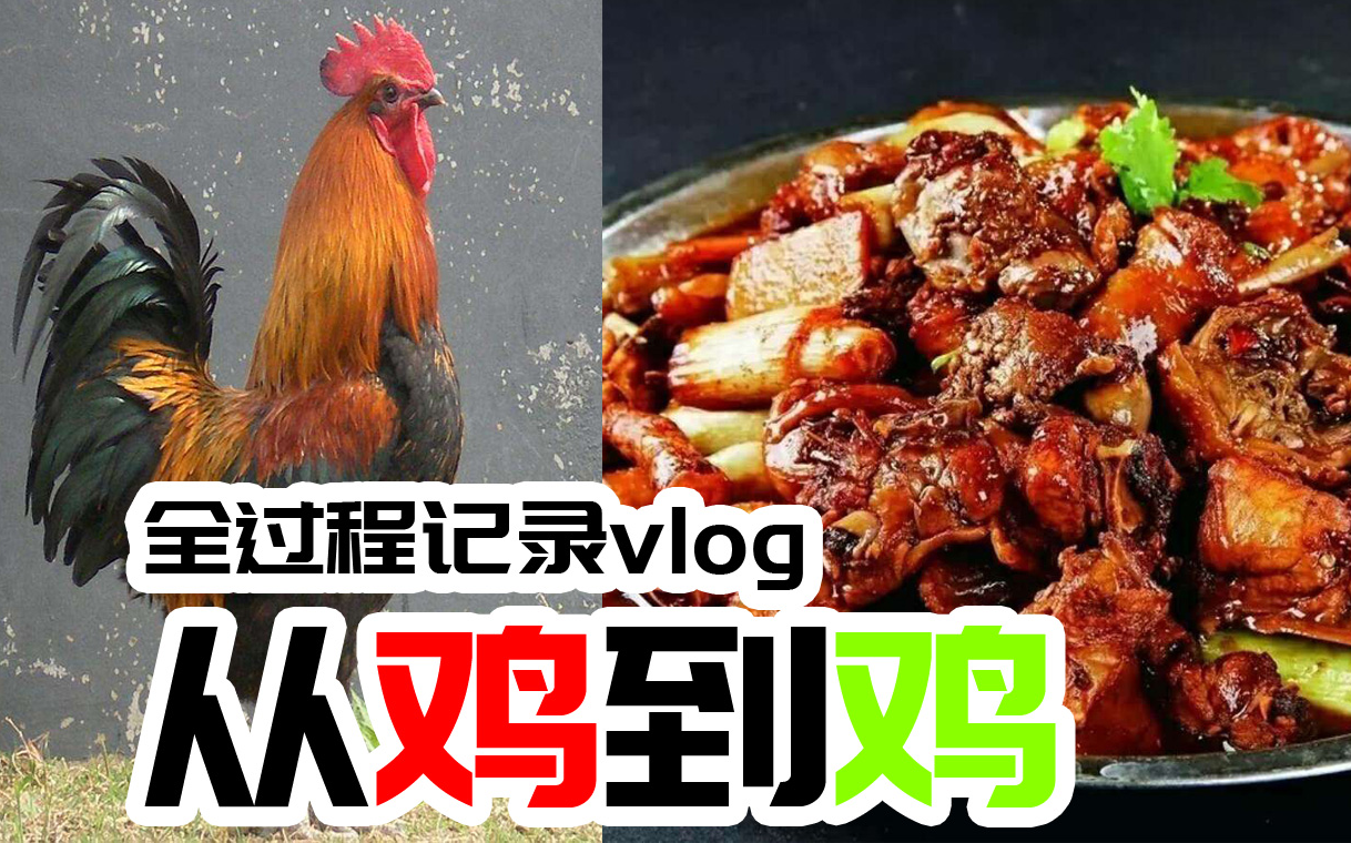 青阳炒鸡vlog:从选鸡开始记录哔哩哔哩bilibili