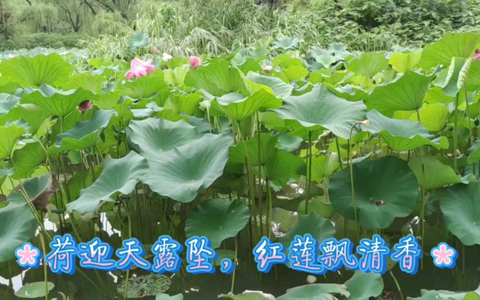 [图]荷迎天露坠，红莲飘清香。 （洛阳隋唐植物园）