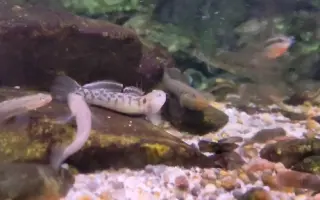 鰕虎鱼 搜索结果 哔哩哔哩 Bilibili