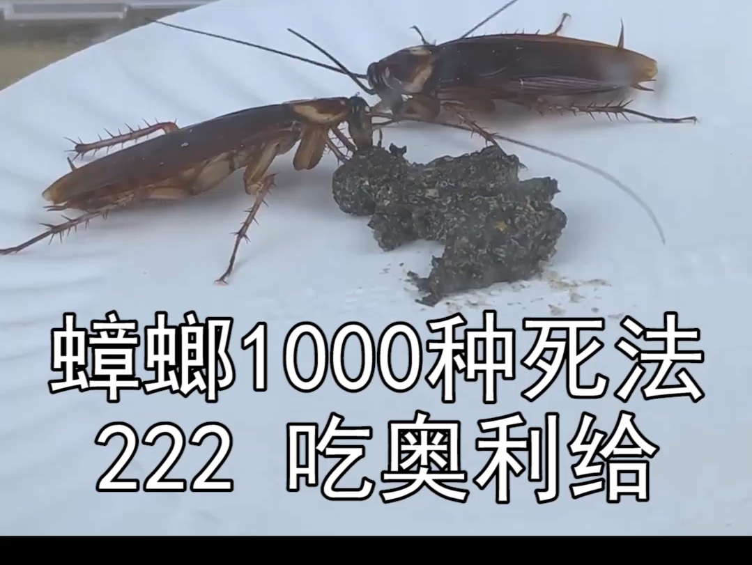 蟑螂会吃自己的奥利给吗?