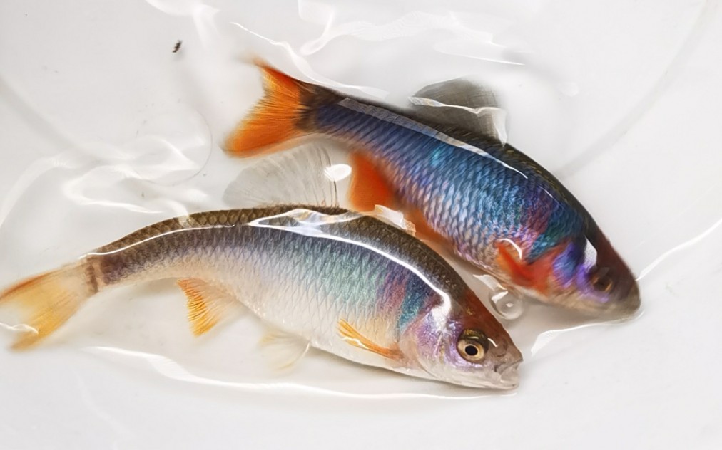 出了一条深蓝色变异的卢伦真小鲤