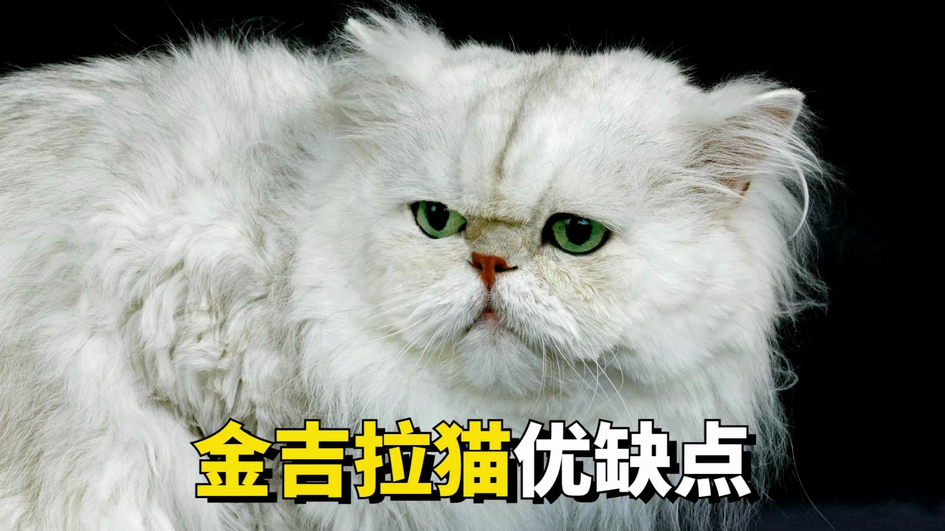 金吉拉猫,优缺点大放送!哔哩哔哩bilibili