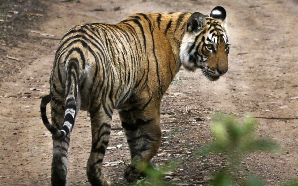 老虎女王马琪莉的葬礼