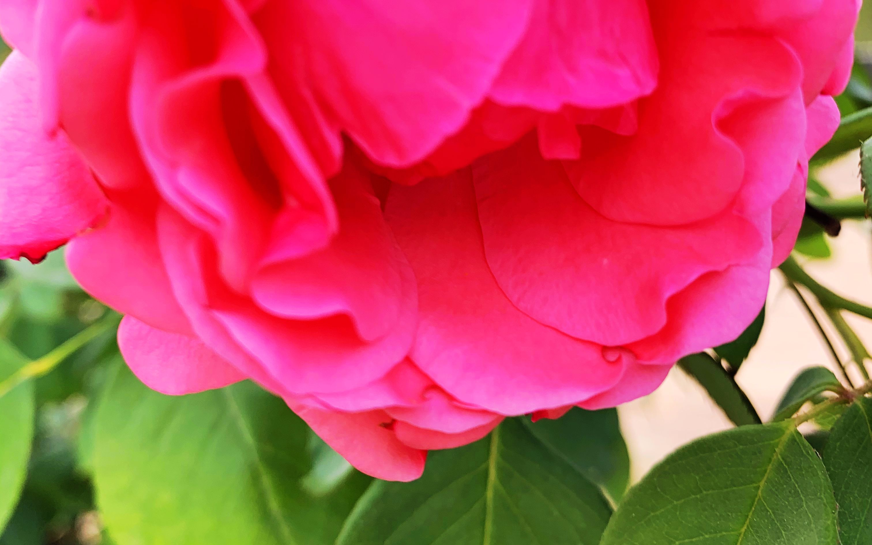 又开花了,浅红月季