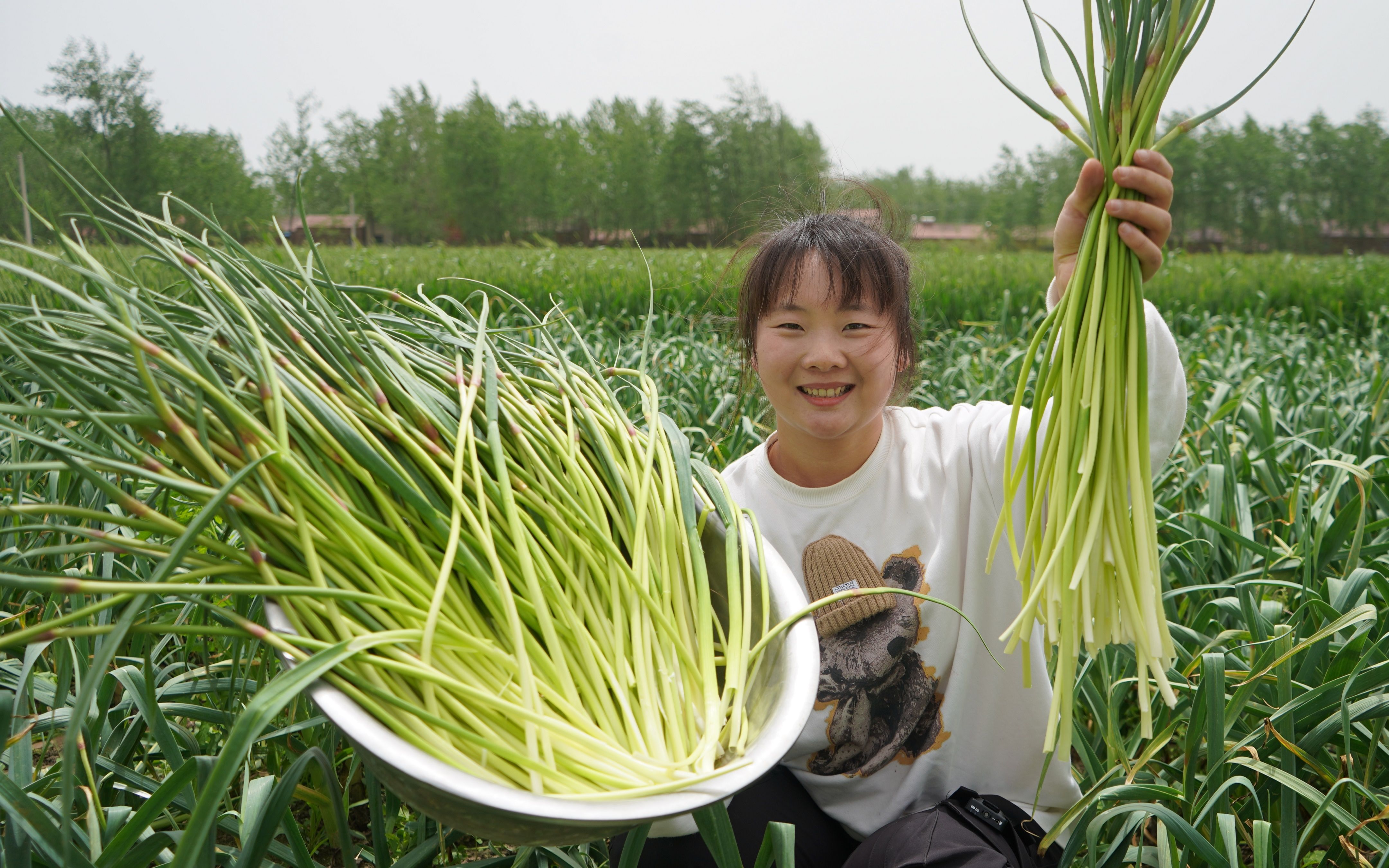 [图]农村蒜苔成熟了，拔一大盆做腌蒜薹，酸甜适口，吃半年不会坏