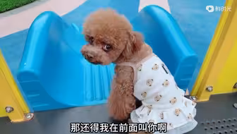 只有嘟嘟敢玩滑梯，看来只有嘟嘟才能成大器啊！