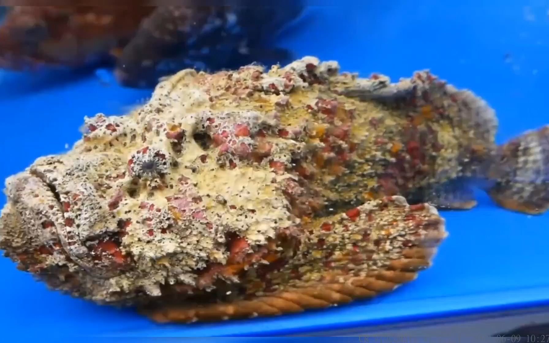 深海毒药石头鱼,堪称鱼中珍品,刺身的做法原汁原味,太会吃了