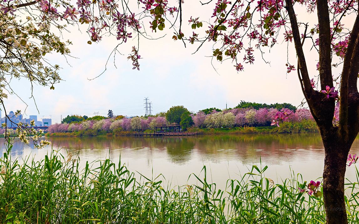 [图]万紫千红总是春（4K)