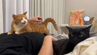 猫咪二重奏