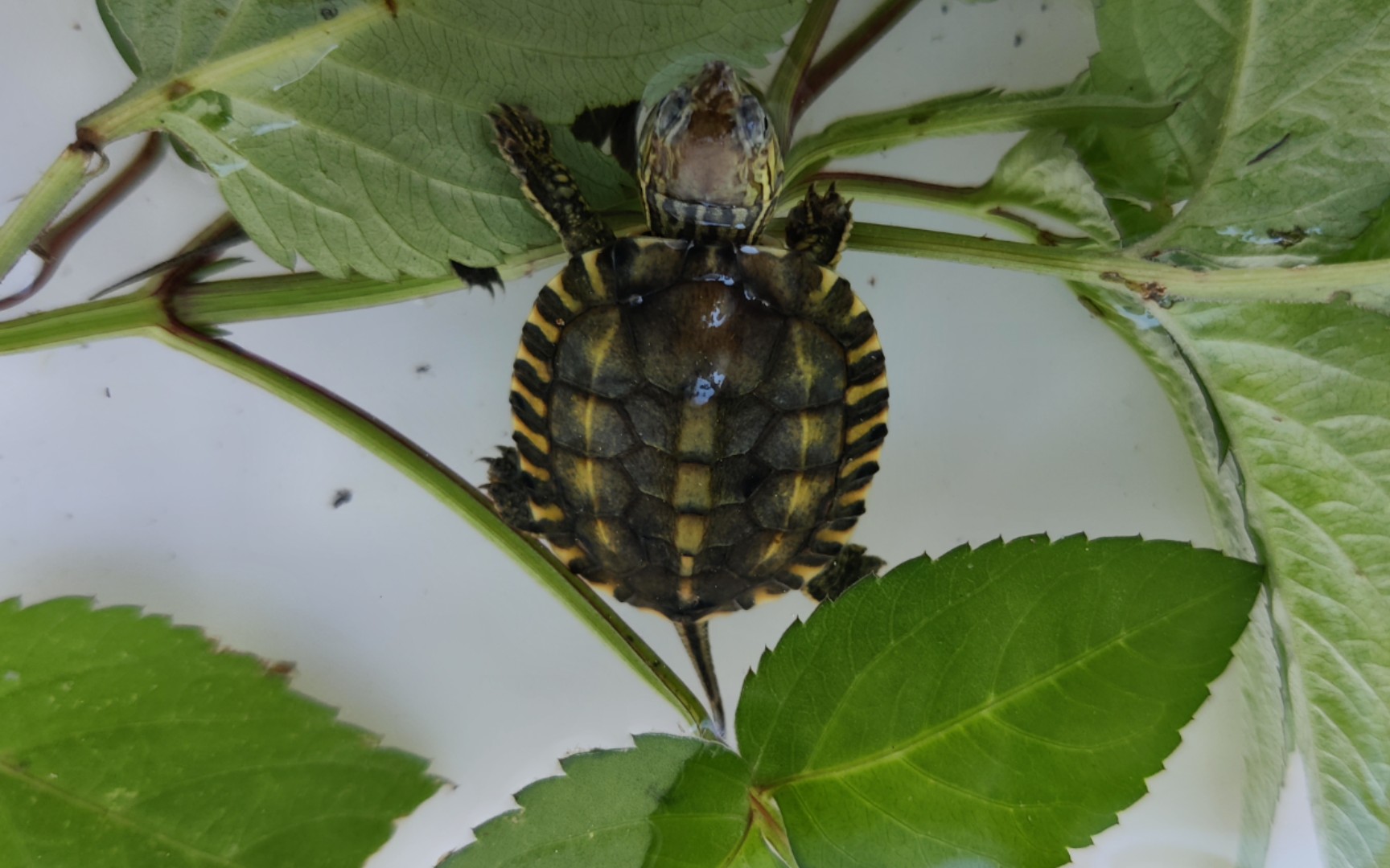 活动  开箱一只精品日喉龟苗和两只小草龟苗