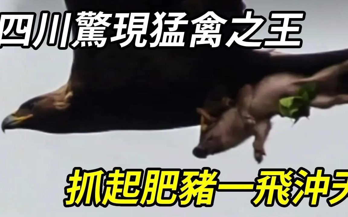 四川惊现猛禽之王,双翼张开超过3公尺,抓起一只猪就直飞冲天!哔哩哔哩bilibili