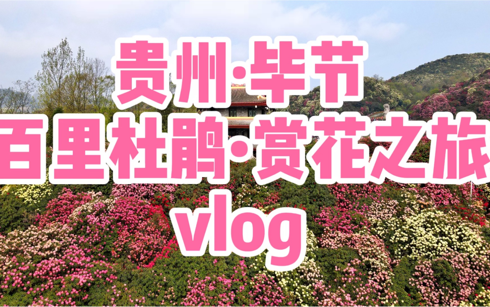 贵州ⷮŠ毕节ⷧ™𞩇Œ杜鹃赏花之旅vlog,赏地球彩带、世界最大天然花园,品毕节美食哔哩哔哩bilibili