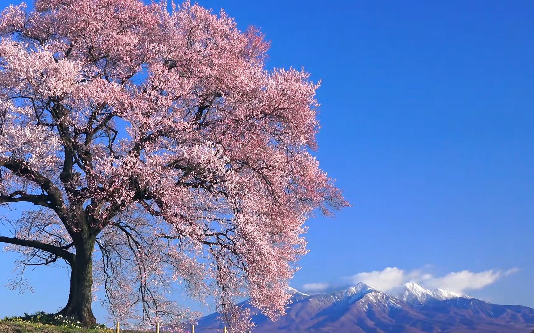 [图]4K 春天的樱花