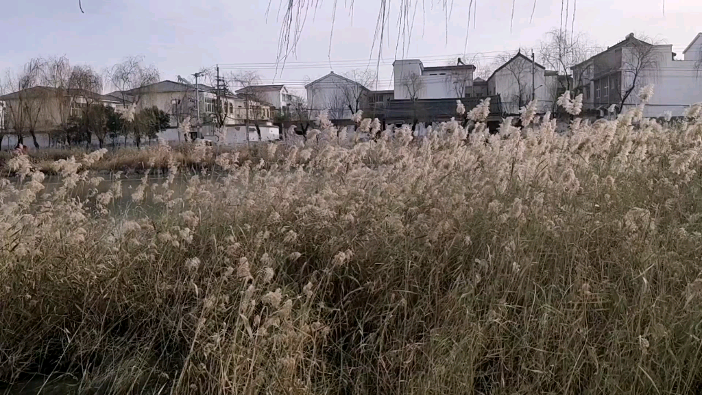 [图]风吹芦苇荡