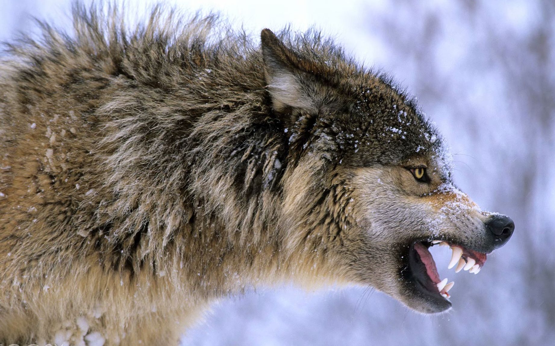 4k高清:与黄石公园的瓦皮蒂湖狼群一起走过一条人迹罕至的小路