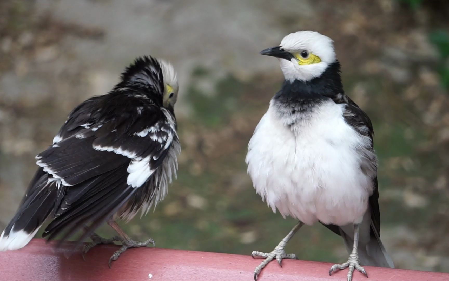 (野生实录)黑领椋鸟 不可以亲亲!
