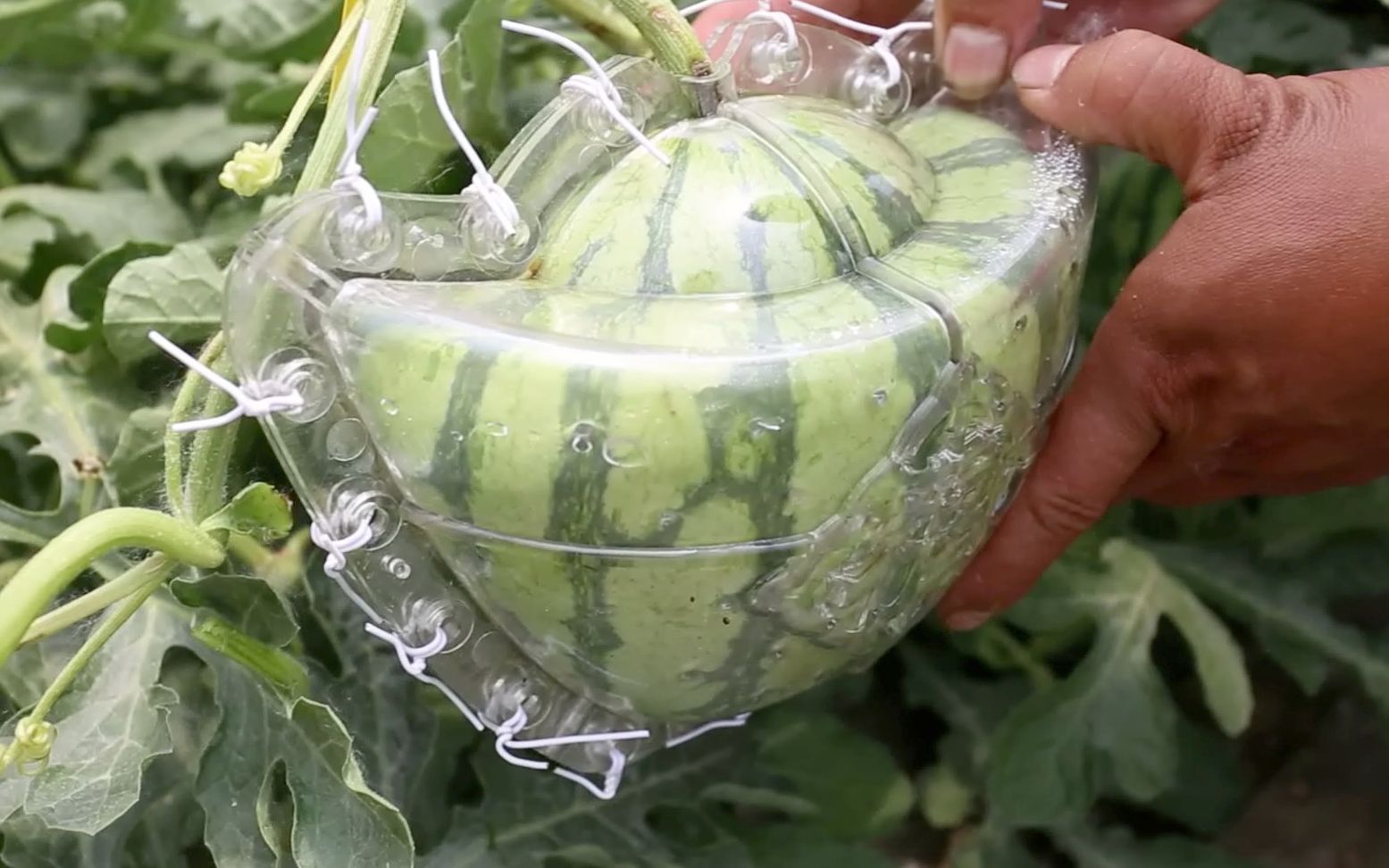 为讨媳妇欢心小哥种出爱心形西瓜