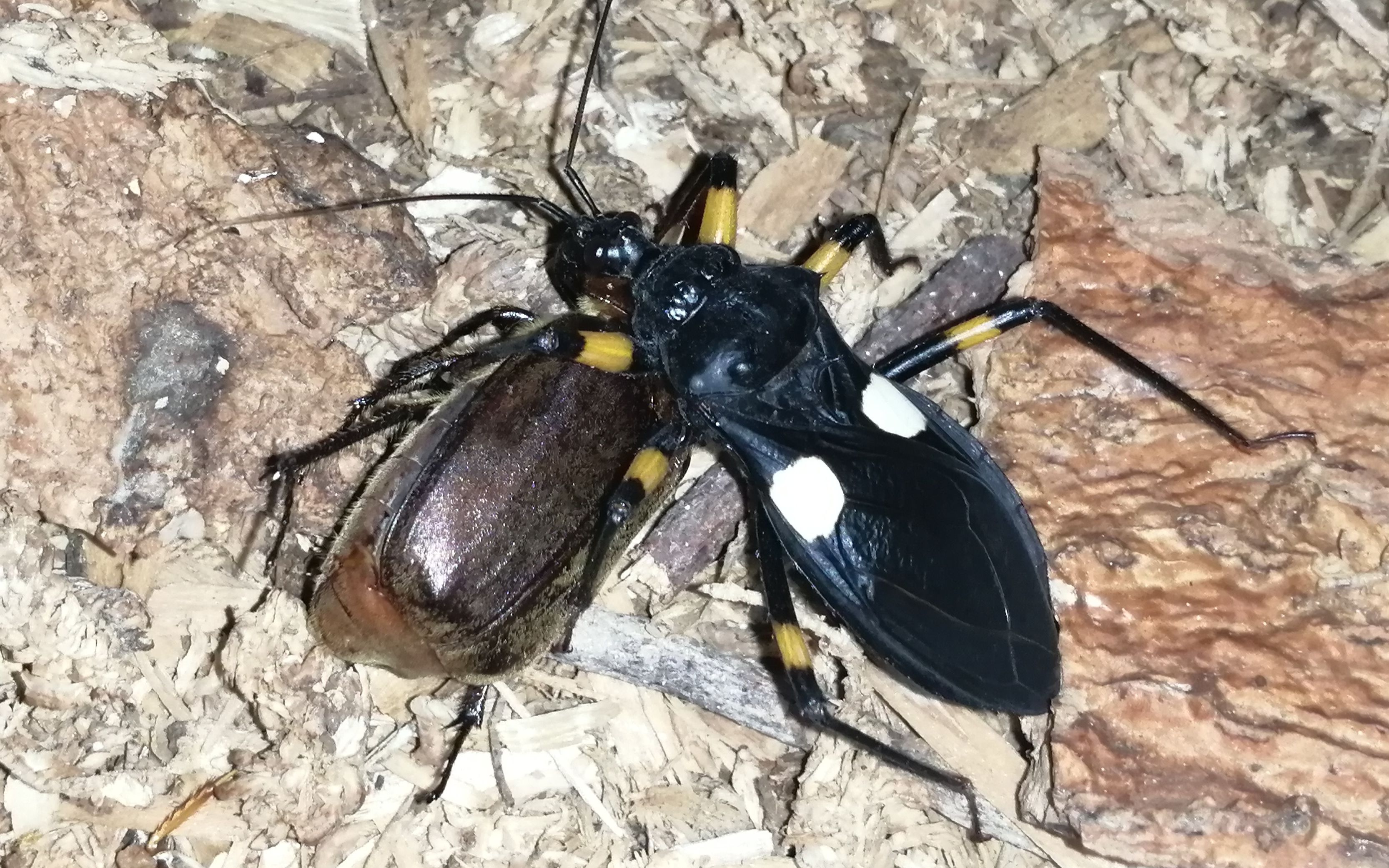 白斑猎蝽捕食鳃金龟_哔哩哔哩 (゜-゜)つロ 干杯~-bilibili