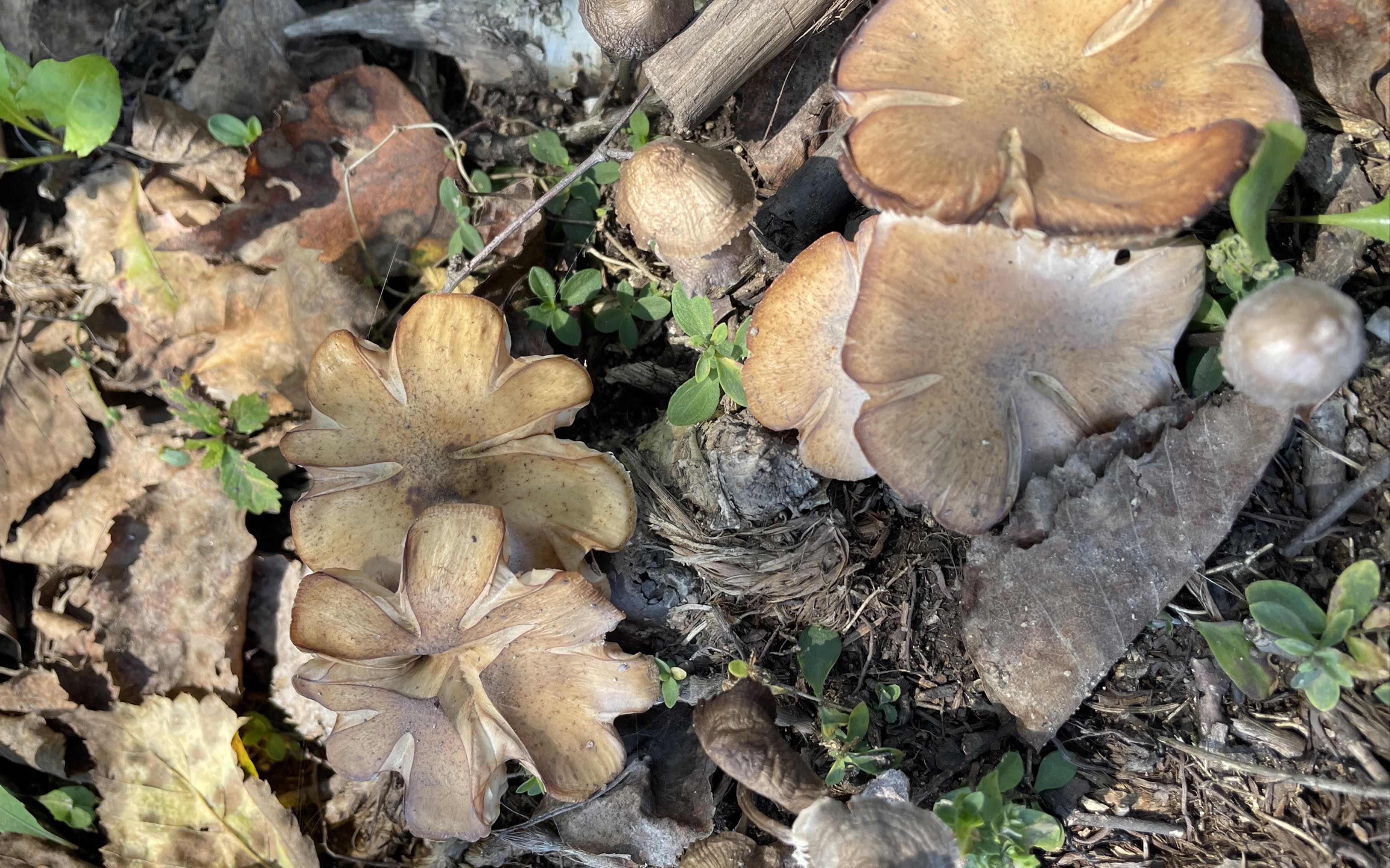 「催眠向」东北进山采蘑菇