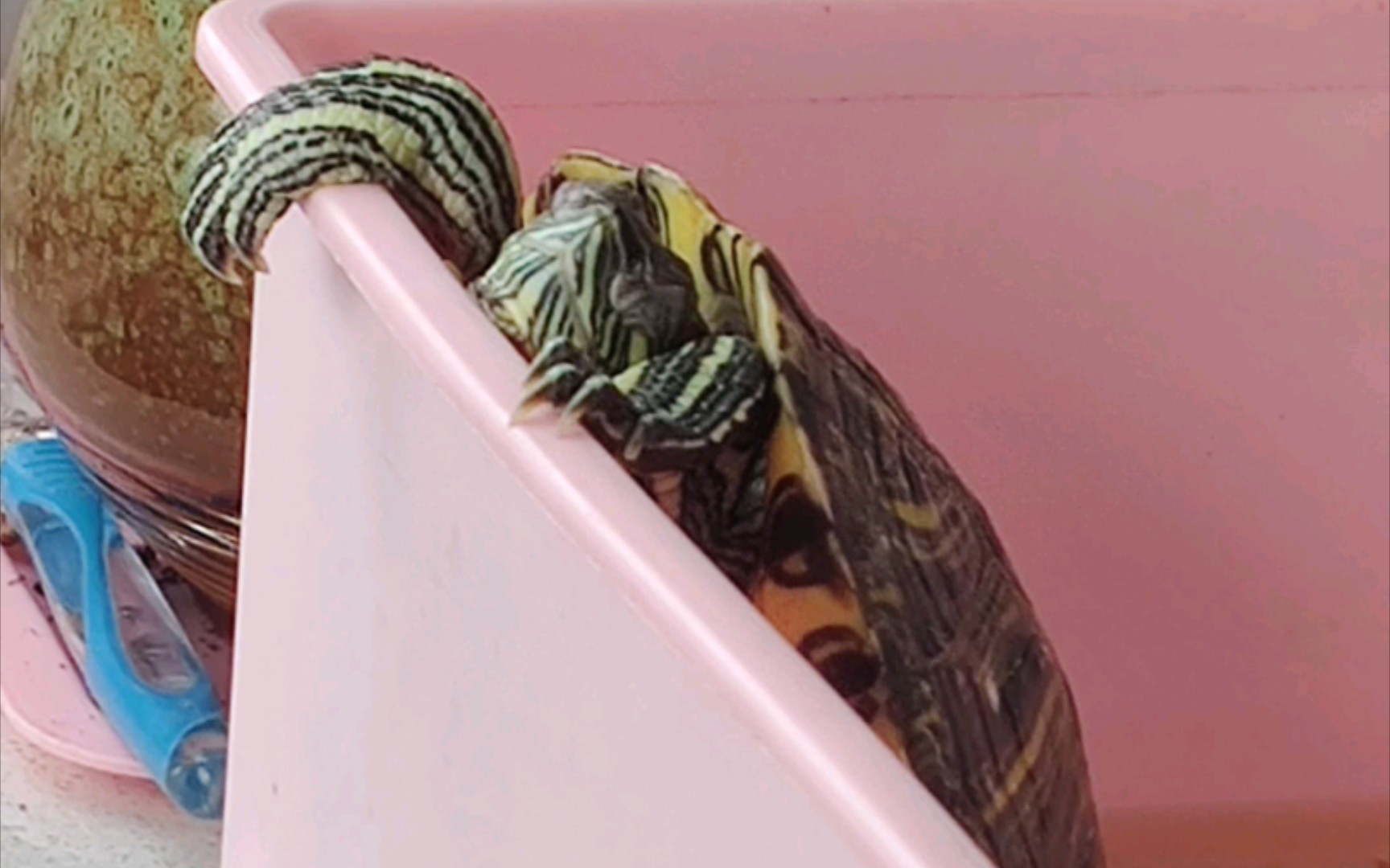 巴西彩龟睡觉图片