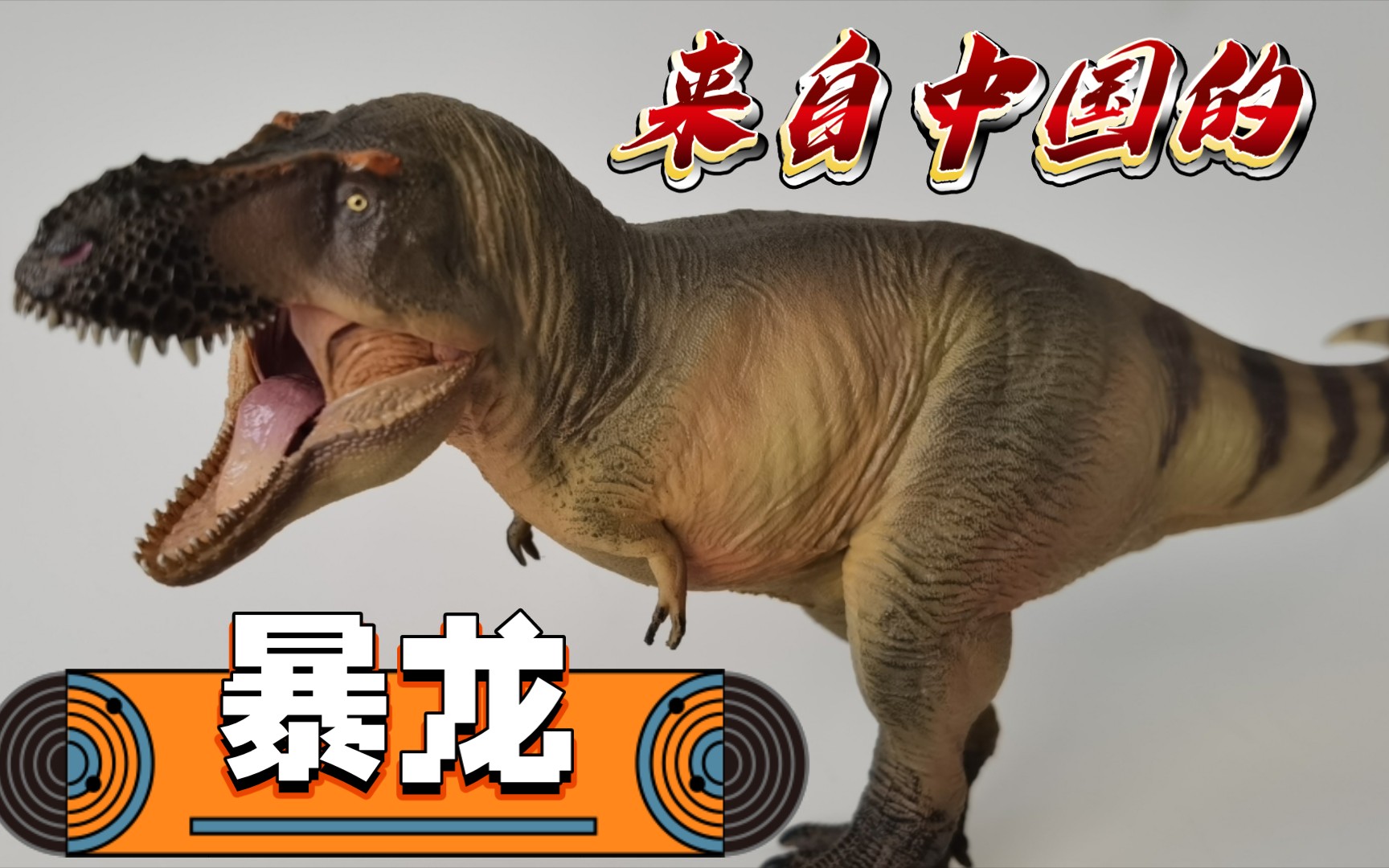 中国暴龙哪家强,山东诸城找鲁雄!