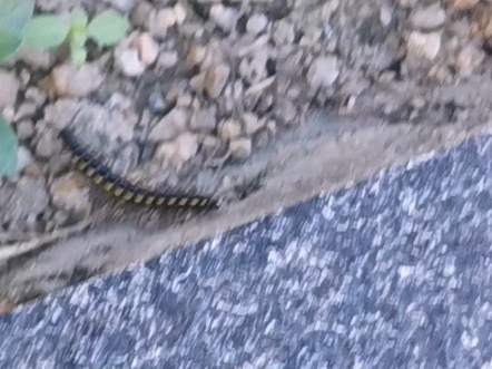 动物图鉴:【高能预警】毛毛虫.