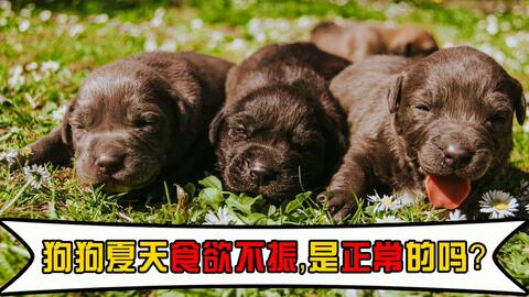 狗狗夏天食欲不振 是正常的吗 哔哩哔哩