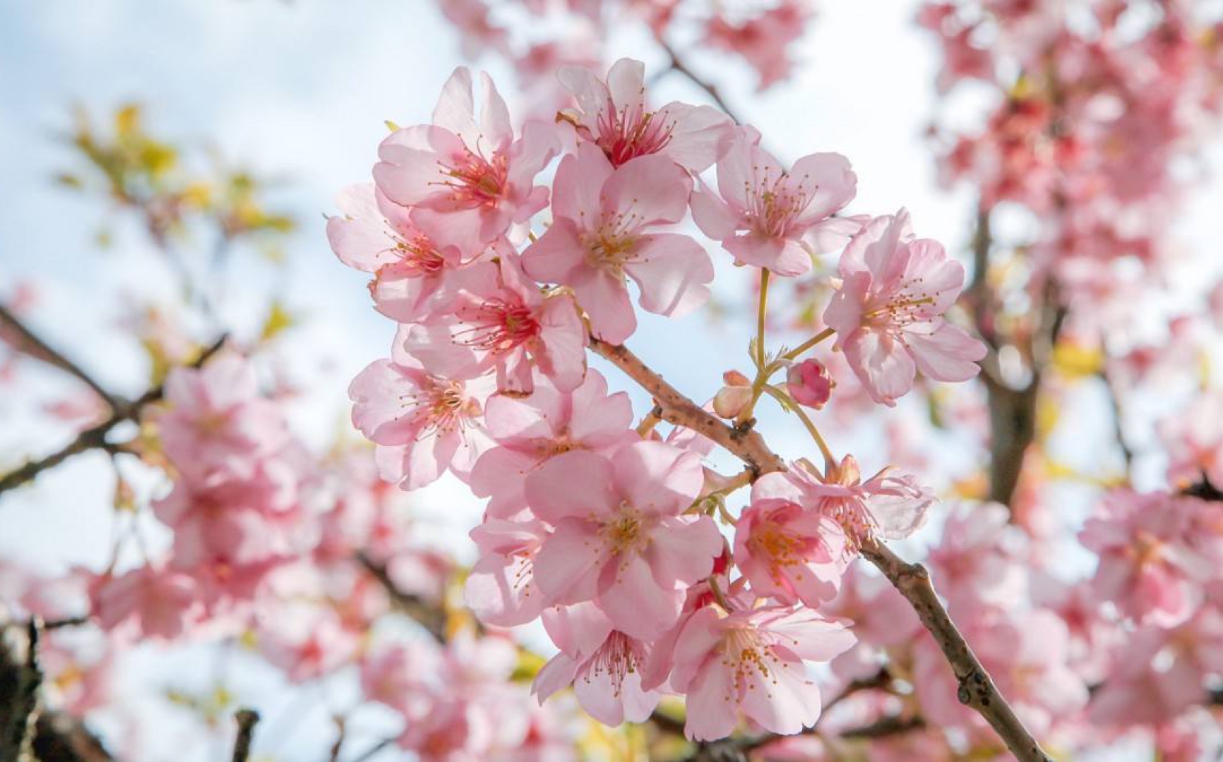 [图]Sakura-矶村由纪子