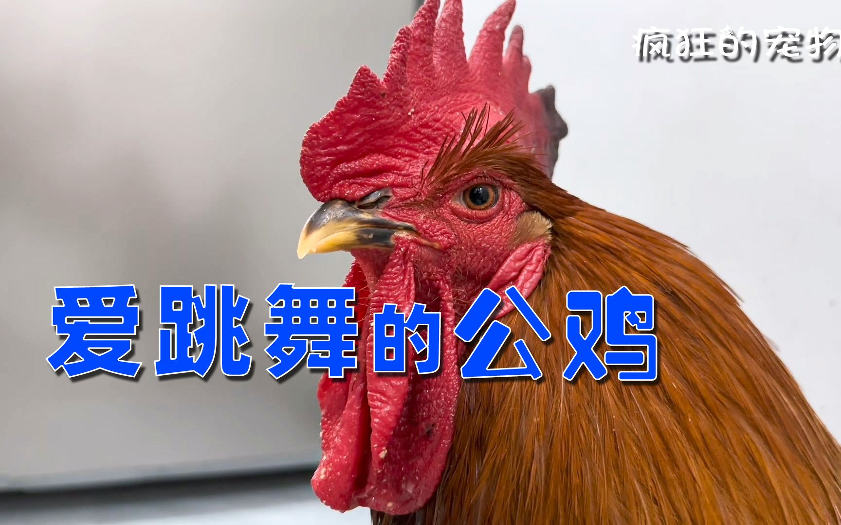 一只爱跳舞的公鸡,它叫"舞鸡",猫都看呆了!