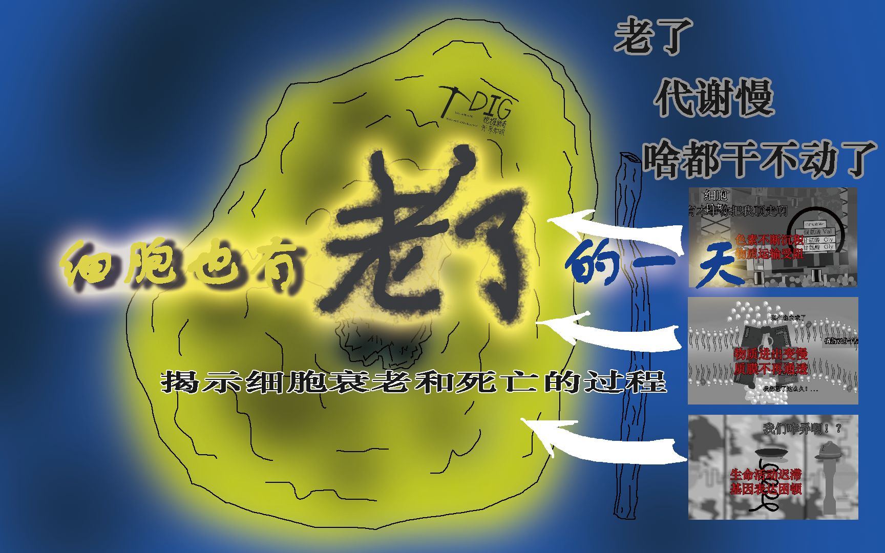 《细胞也有老了的一天》细胞衰老后会是什么样子？本片带您一探究竟