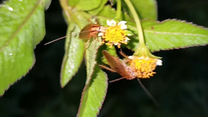 生长在野外的双纹姬蠊,会给植物花朵授粉的蟑螂,它是害虫吗