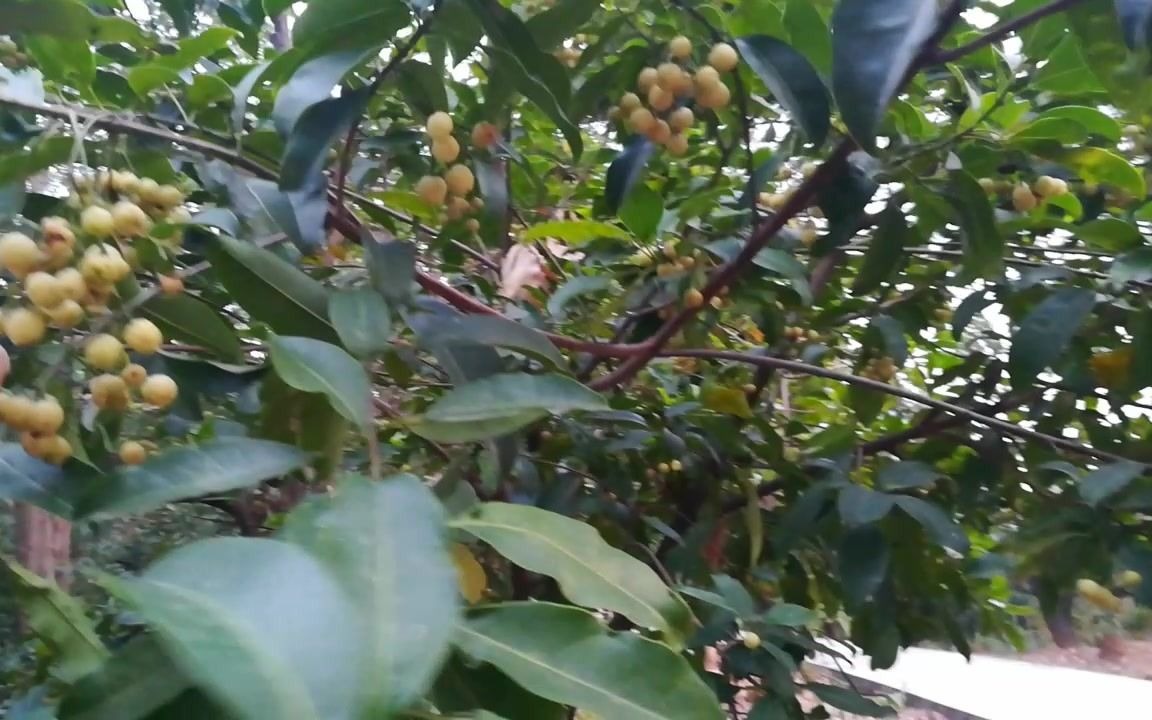 老乡说是山桔子真甜