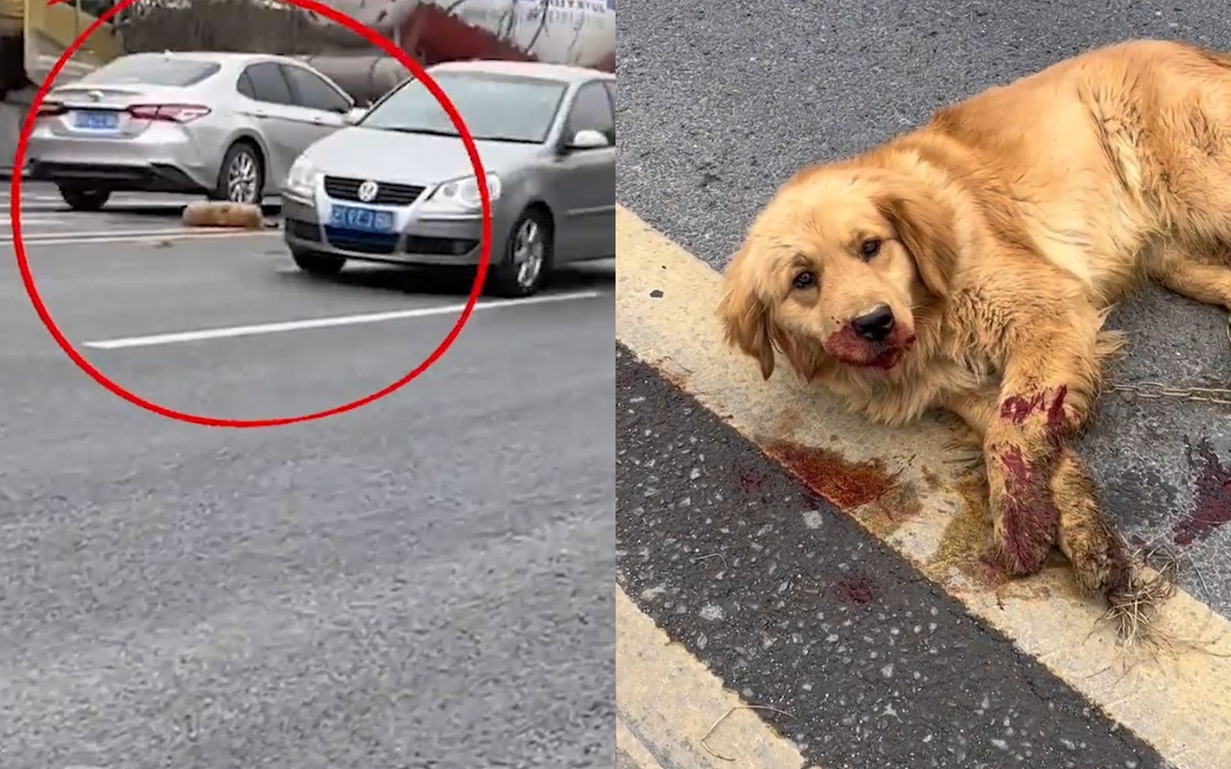 狗狗被撞在马路上奄奄一息,女生自费将其送进医院,结局太感人