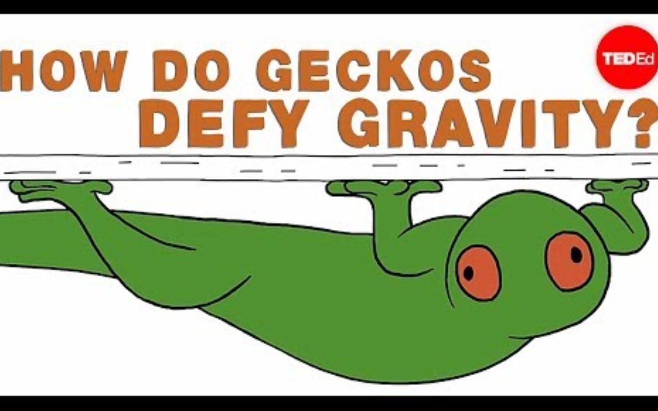 [图]【Ted-ED】壁虎如何对抗地心引力 How Do Geckos Defy Gravity