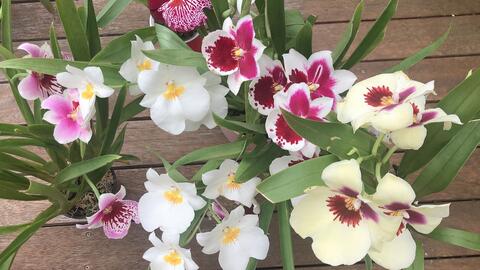 Miltoniopsis Ananda Apple