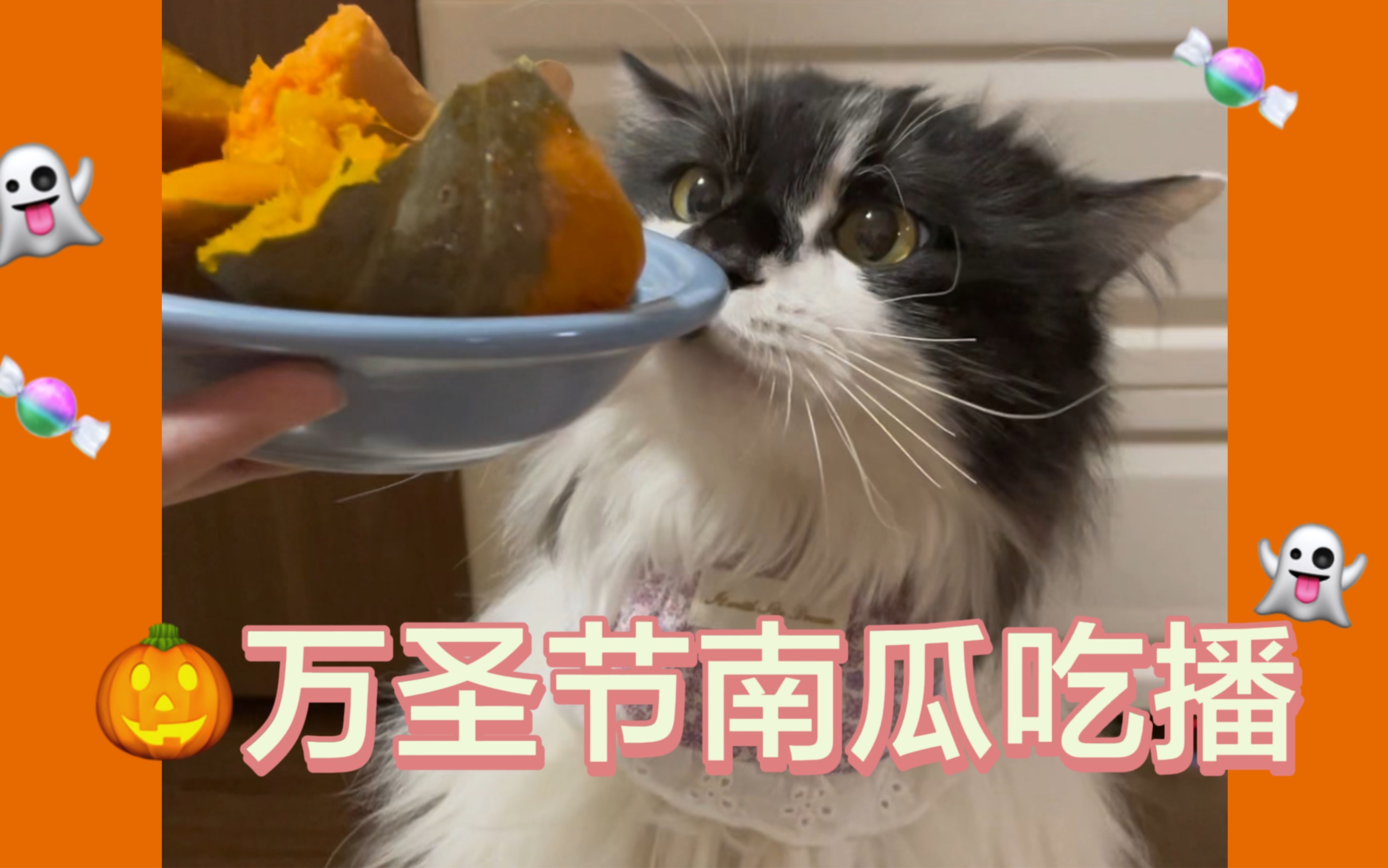 沉浸式喂猫咪吃南瓜|不给糖牛奶就要捣乱喽!哔哩哔哩bilibili