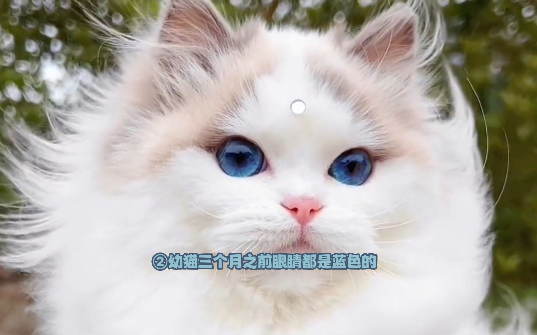 [图]小猫咪也有自己的秘密！来看看你知道几个吧