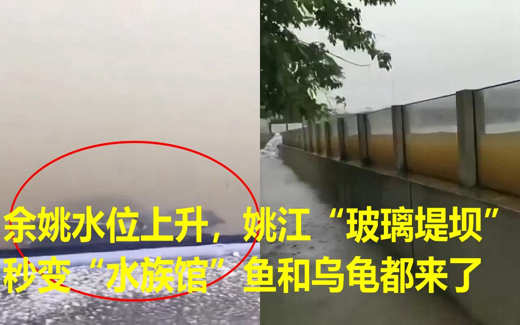 余姚水位上升,姚江"玻璃堤坝"秒变"水族馆"鱼和乌龟都来了
