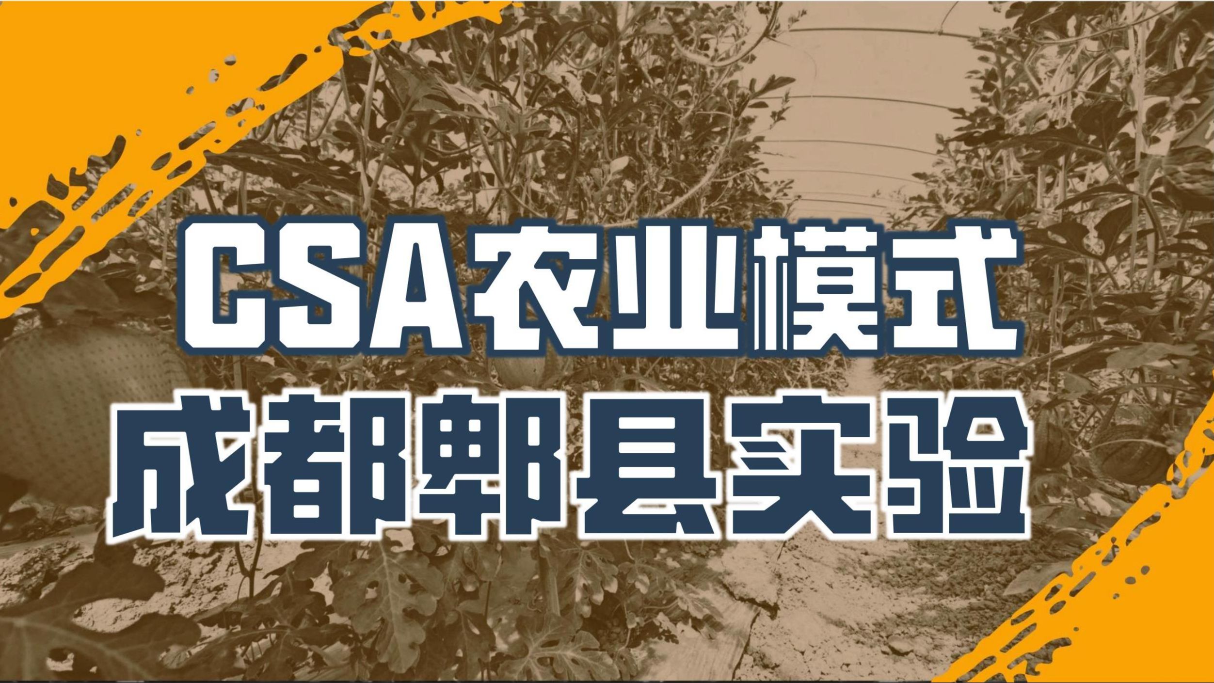 四川安龙村 | 不使用农药化肥的CSA农业模式在成都市郫都区的实验探索哔哩哔哩bilibili