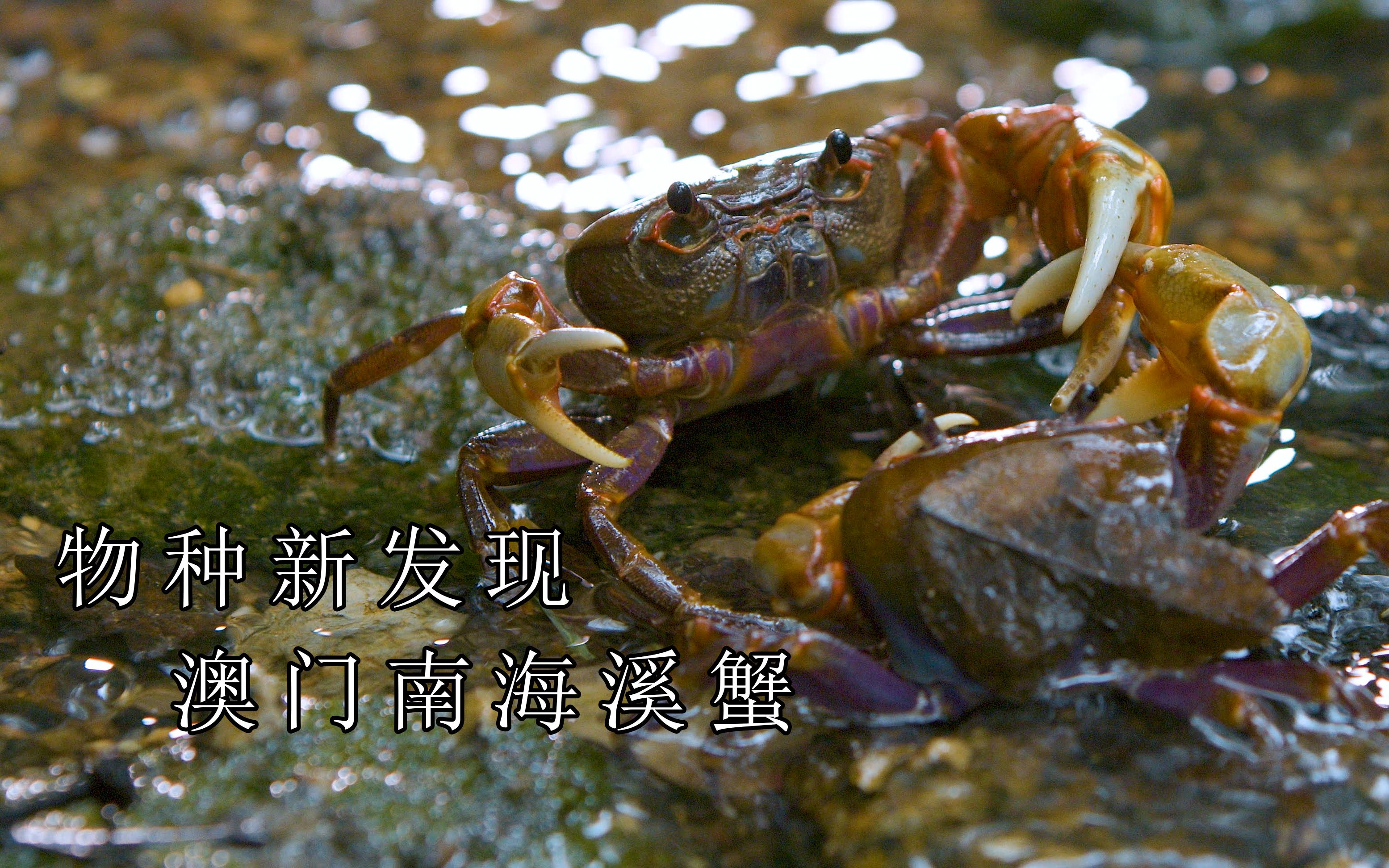 澳门南海溪蟹nvs纪录短片