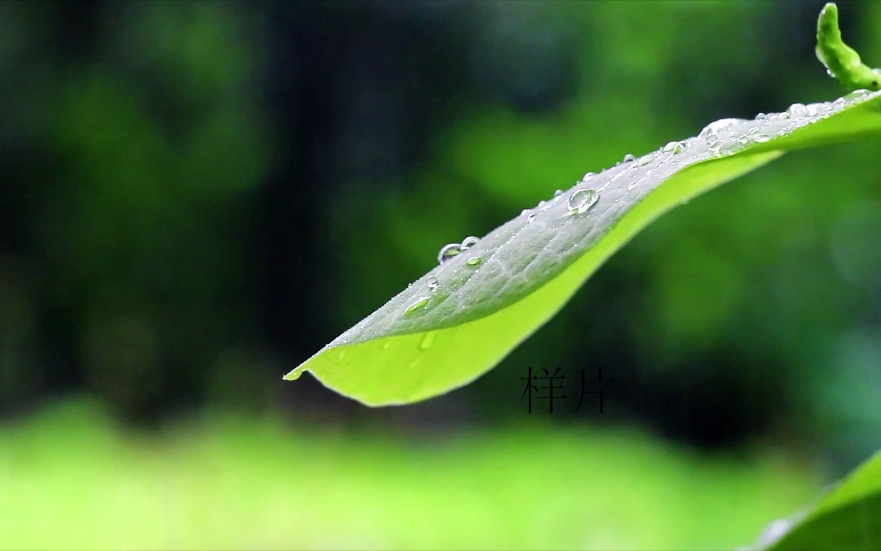 2592 洛一 且吟春雨 舞蹈 背景晚会LED节目大屏舞美背景视频素材哔哩哔哩bilibili