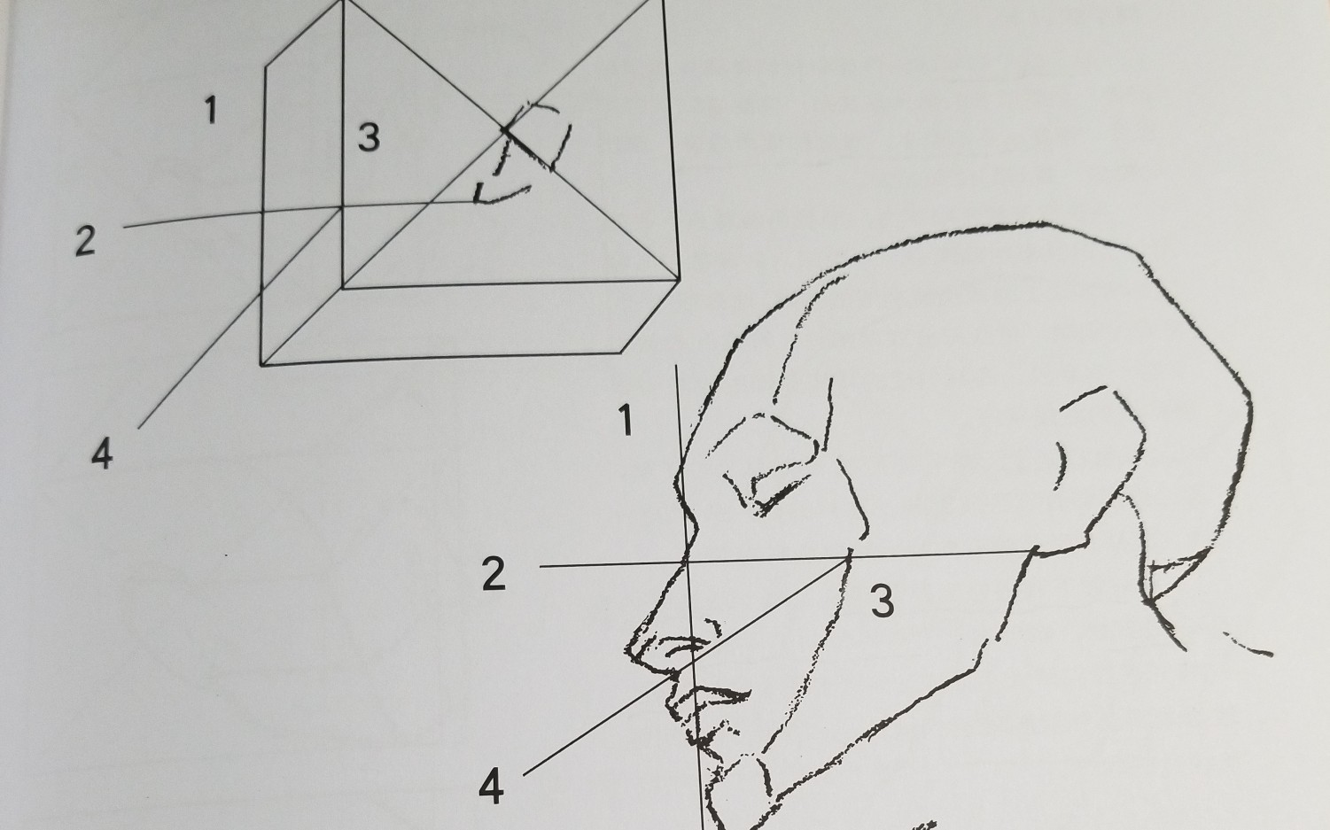 伯里曼人体结构12p8391头部轮廓头部的圆形头部的圆形和方形
