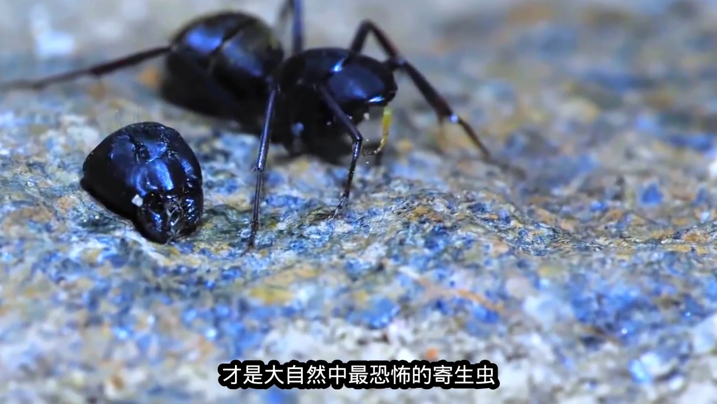 [图]最小的寄生蝇，仅有一粒盐大小，却让蚂蚁痛苦到拧断自己的脑袋