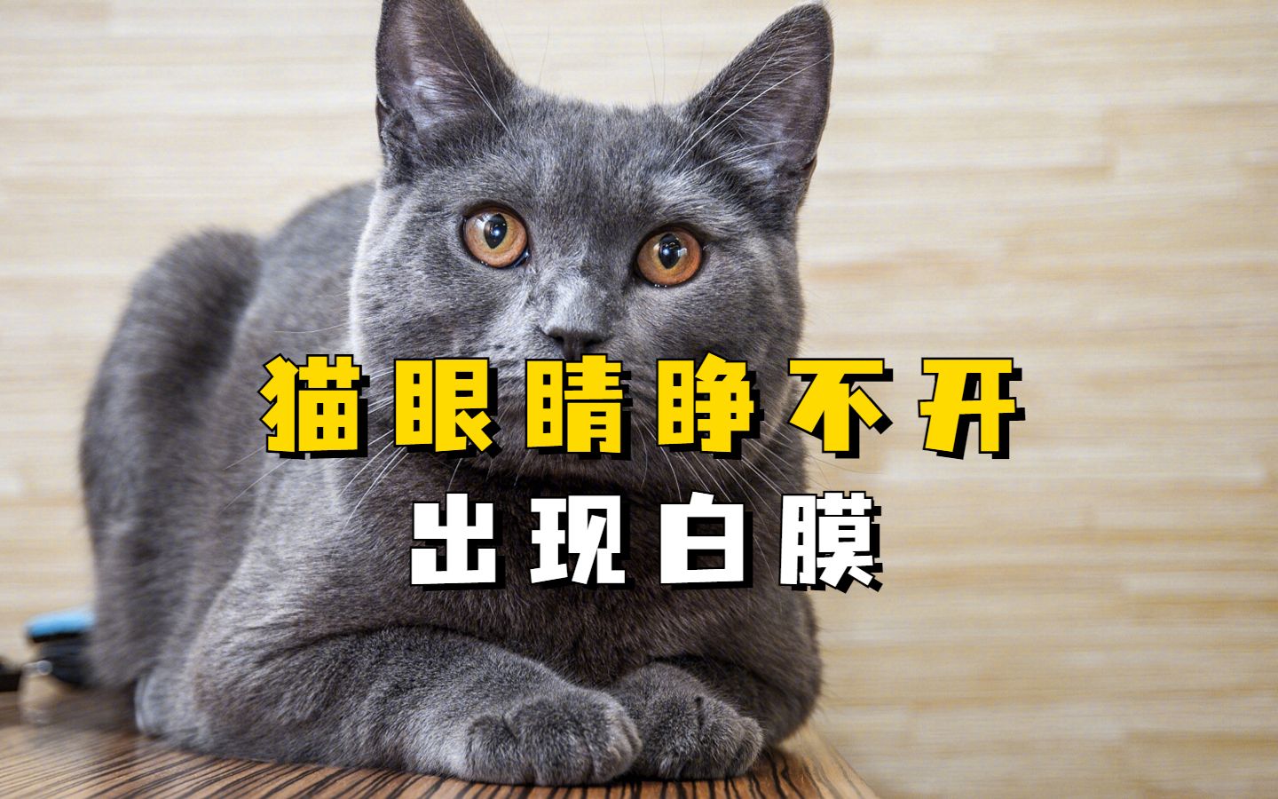 猫眼睛睁不开出现白膜怎么回事,你知道吗?哔哩哔哩bilibili