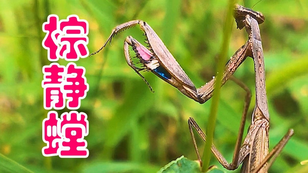 螳螂目,螳科【北京生物多样性】