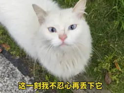 Скачать видео: 流浪猫：好多人摸了摸我的头就走了，只有你带我回家了