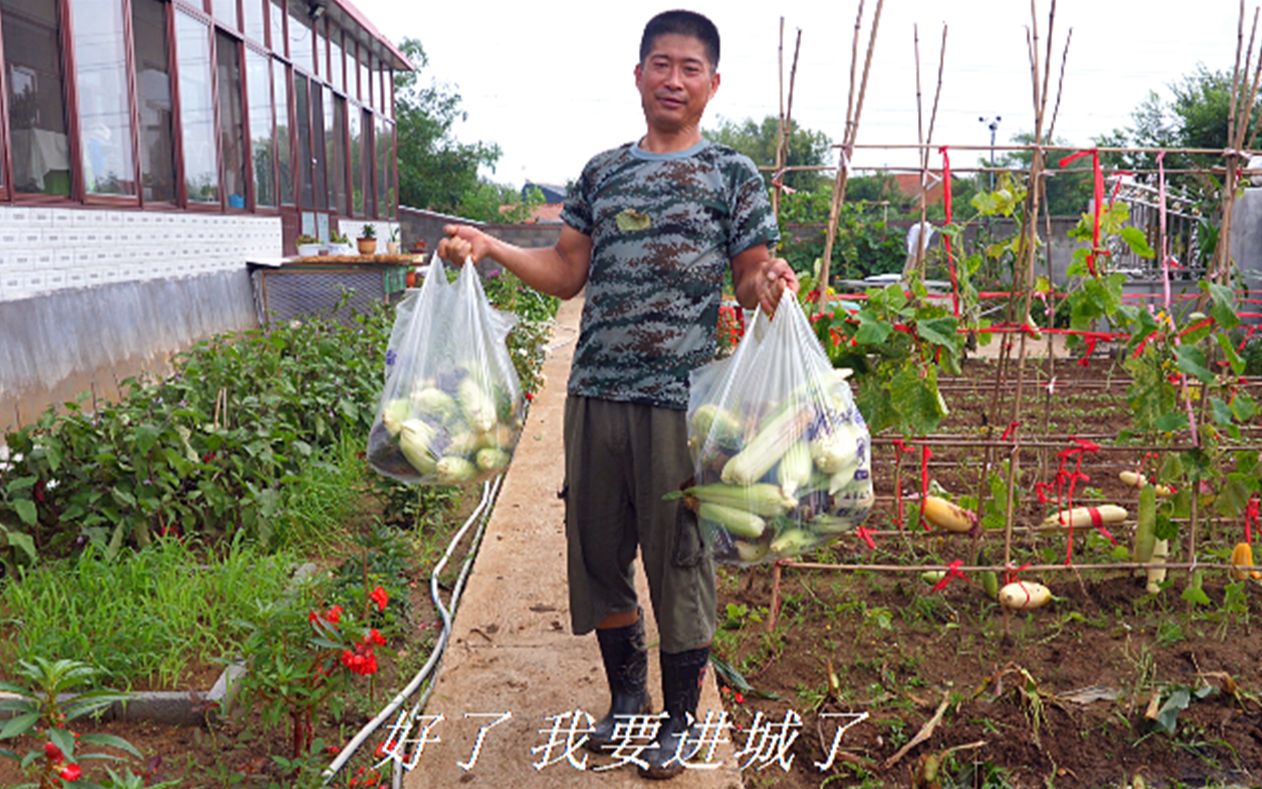 菜园子里苞米熟了农村小遥掰苞米进城送给谁双方父母都开心