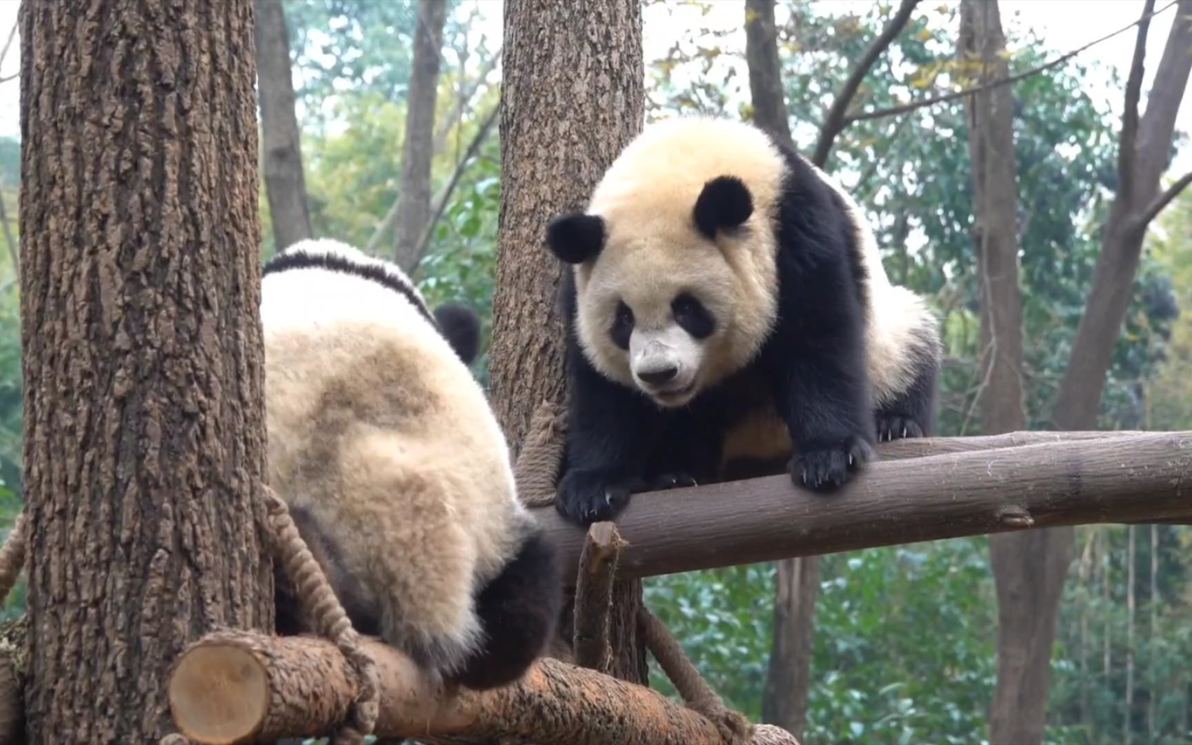 [图]伦辉看似占了上风的！（大熊猫伦辉雅颂）