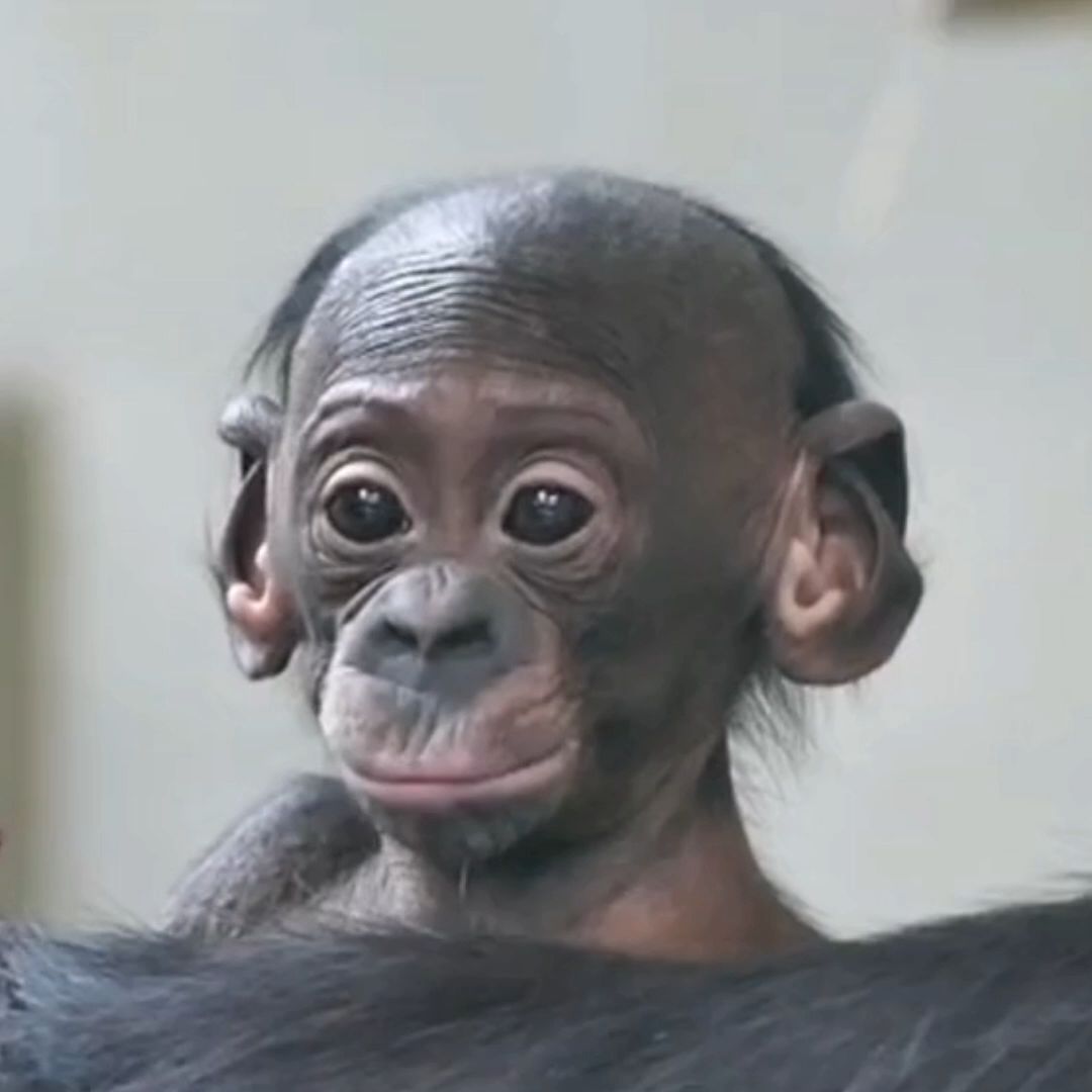 黑猩猩头像搞笑图片