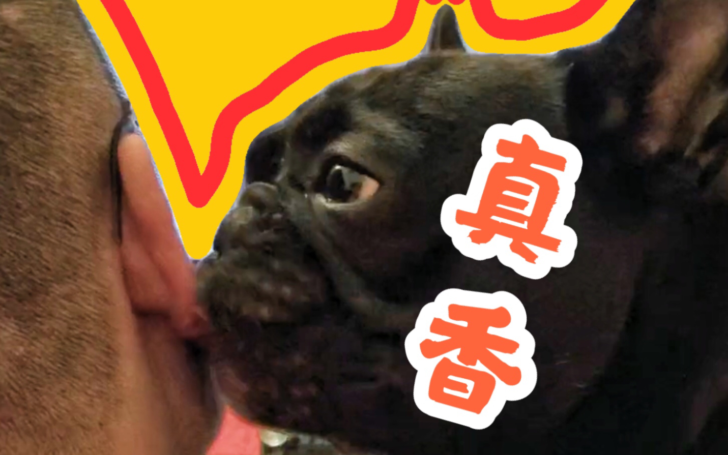 活动作品法斗耳朵大是因为喜欢吃耳朵